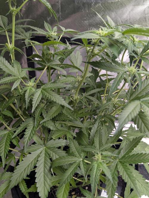 Chemical Candy Auto x3. Week 6