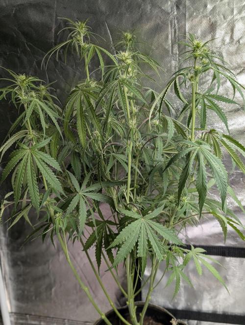 Chemical Candy Auto x3. Week 6