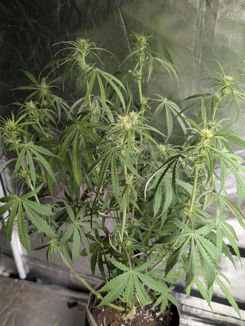 Chemical Candy Auto x3. Week 6 - 2