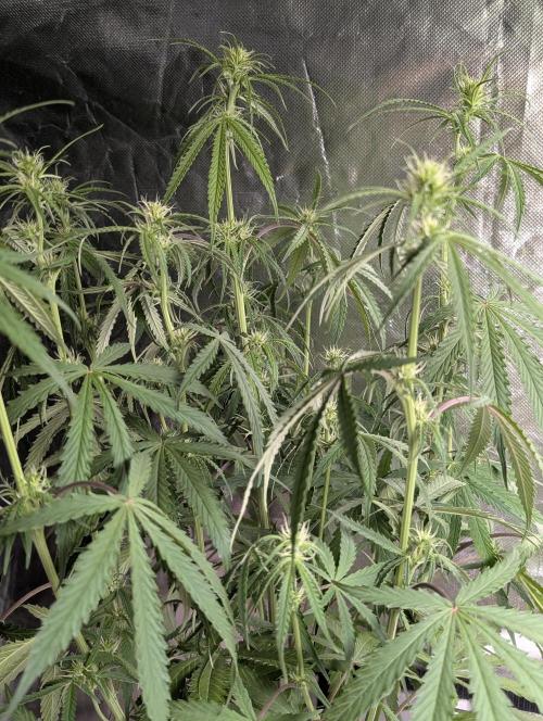 Chemical Candy Auto x3. Week 6