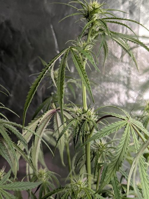 Chemical Candy Auto x3. Week 6