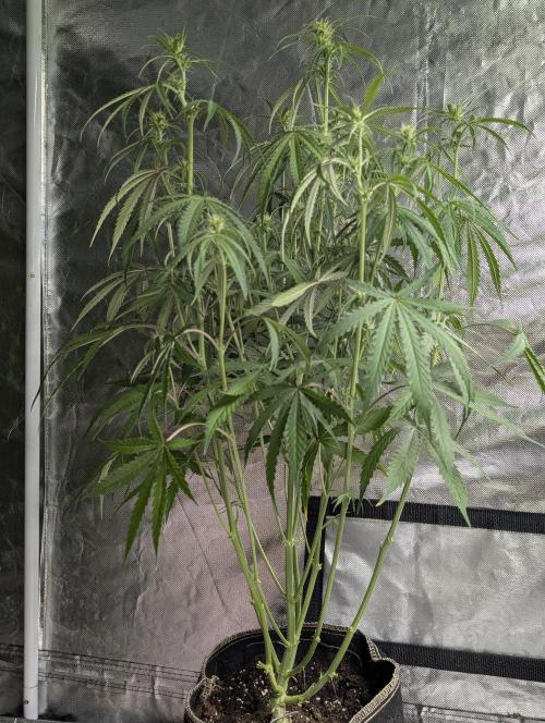 Chemical Candy Auto x3. Week 6