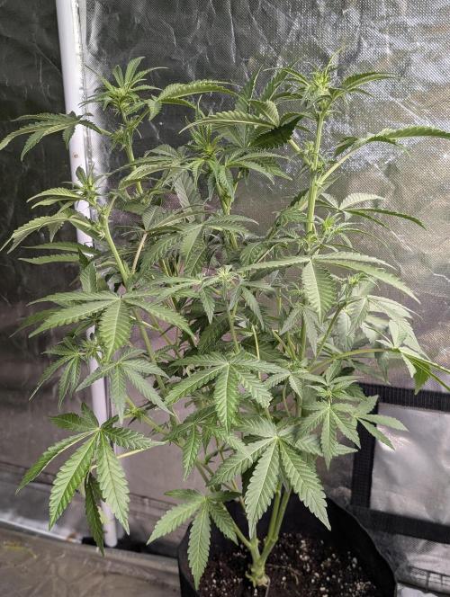 Chemical Candy Auto x3. Week 6 - 3