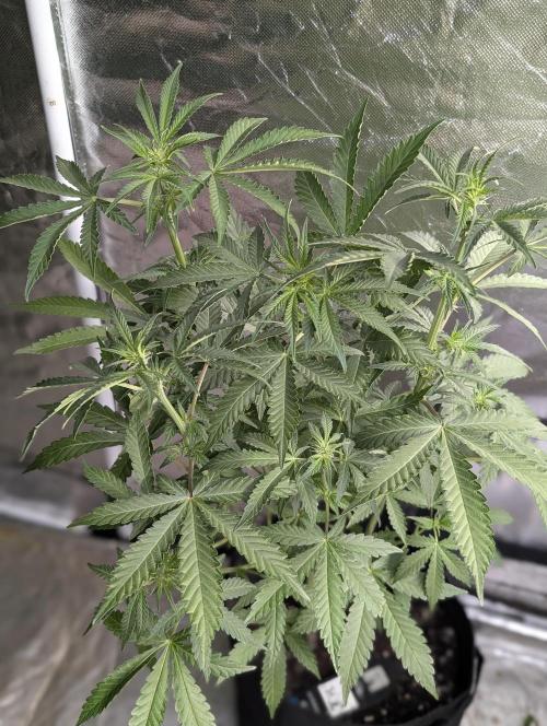 Chemical Candy Auto x3. Week 6