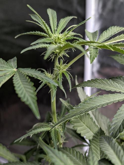 Chemical Candy Auto x3. Week 6