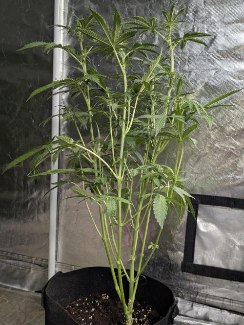 TSL2000 300W LED. Week 6