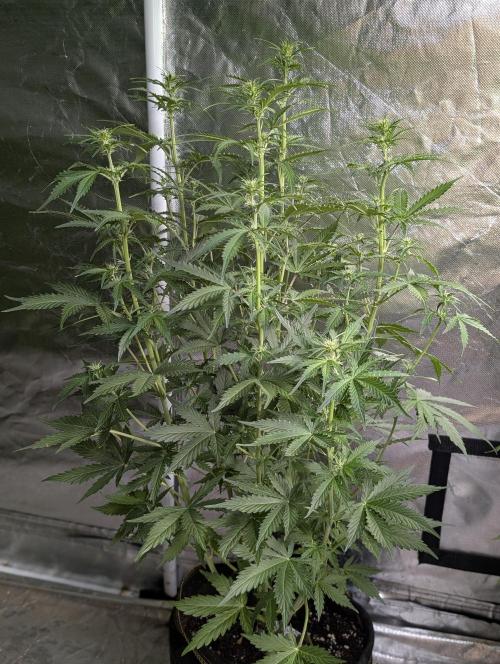 Sweet Mango Auto x4. Week 6 - 1