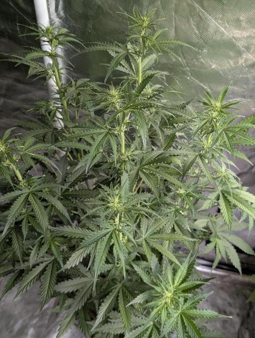 Sweet Mango Auto x4. Week 6