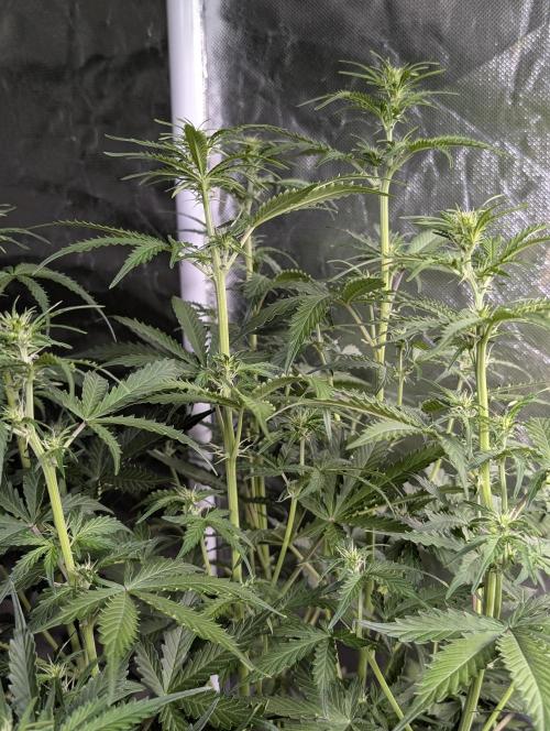 Sweet Mango Auto x4. Week 6