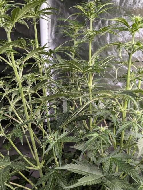 Sweet Mango Auto x4. Week 6