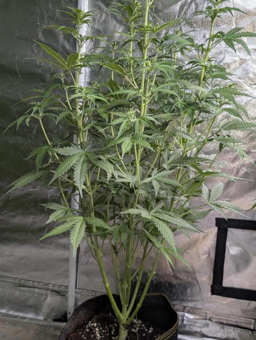 Sweet Mango Auto x4. Week 6