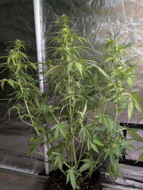 Sweet Mango Auto x4. Week 6 - 2