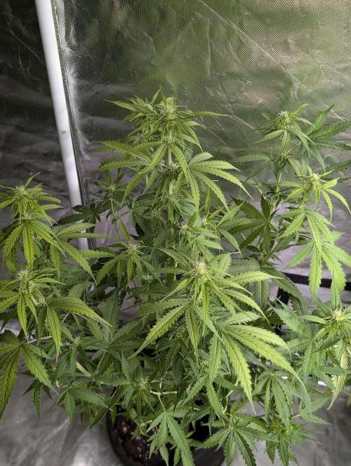 Sweet Mango Auto x4. Week 6