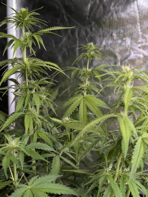 Sweet Mango Auto x4. Week 6