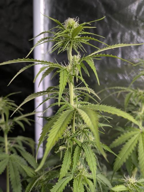 Sweet Mango Auto x4. Week 6