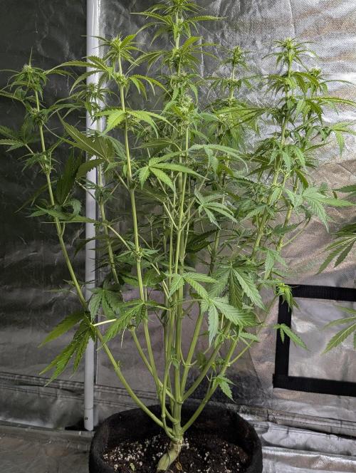 Sweet Mango Auto x4. Week 6