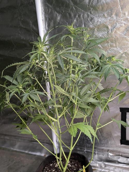 Sweet Mango Auto x4. Week 6 - 3