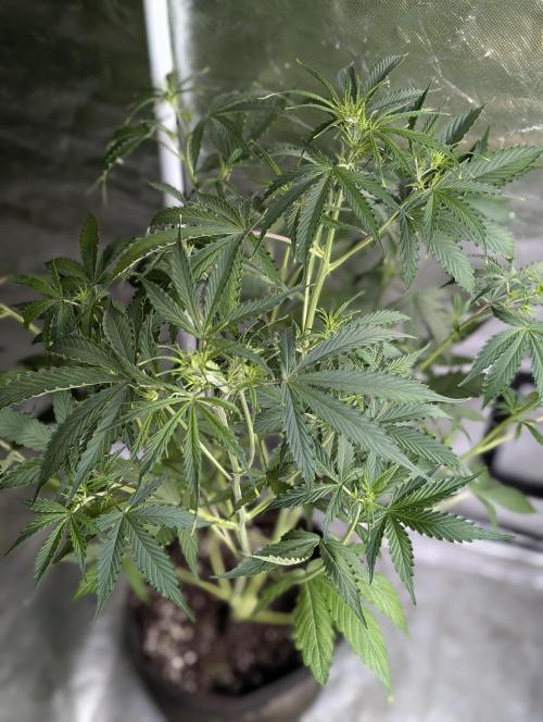 Sweet Mango Auto x4. Week 6