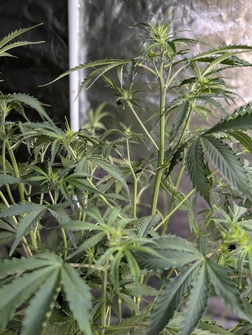 Sweet Mango Auto x4. Week 6