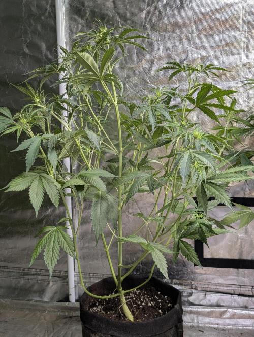 Sweet Mango Auto x4. Week 6