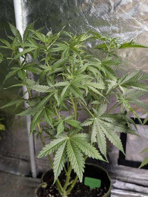 Sweet Mango Auto x4. Week 6 - 4