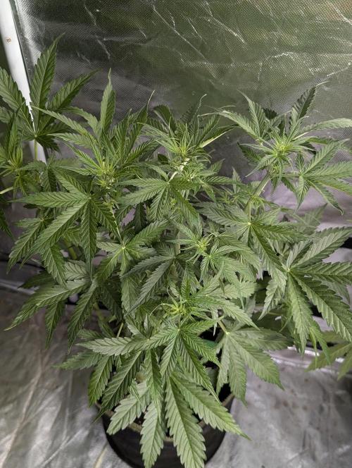 Sweet Mango Auto x4. Week 6