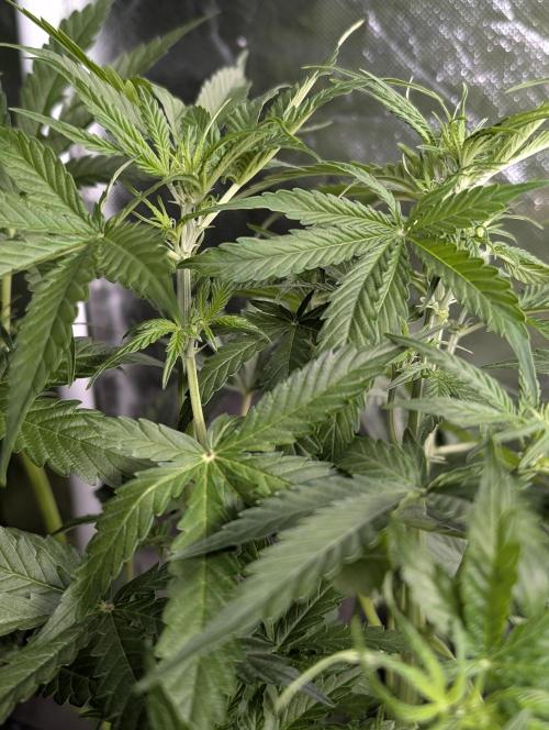 Sweet Mango Auto x4. Week 6