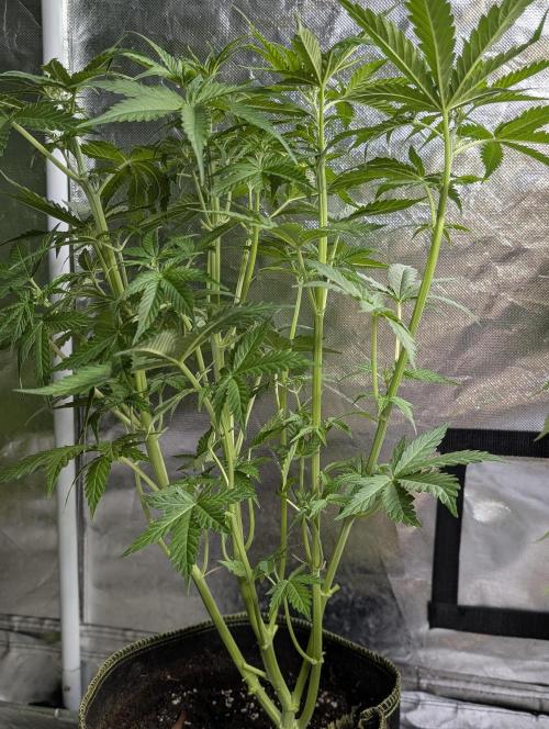 TSL2000 300W LED. Week 6