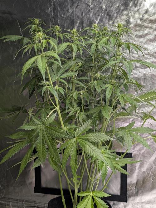 Sweet Mango x3. Week 6 - 1
