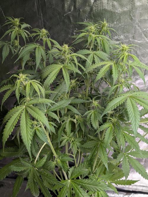 Sweet Mango x3. Week 6