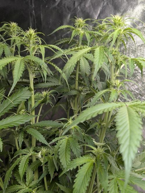 Sweet Mango x3. Week 6