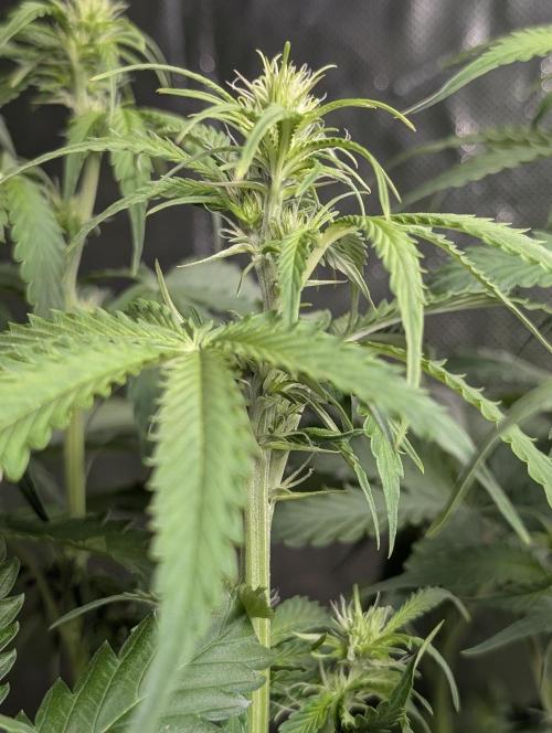 Sweet Mango x3. Week 6