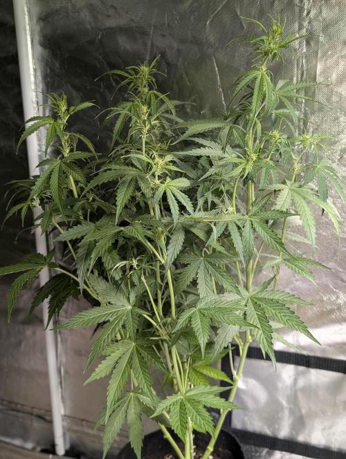 Sweet Mango x3. Week 6