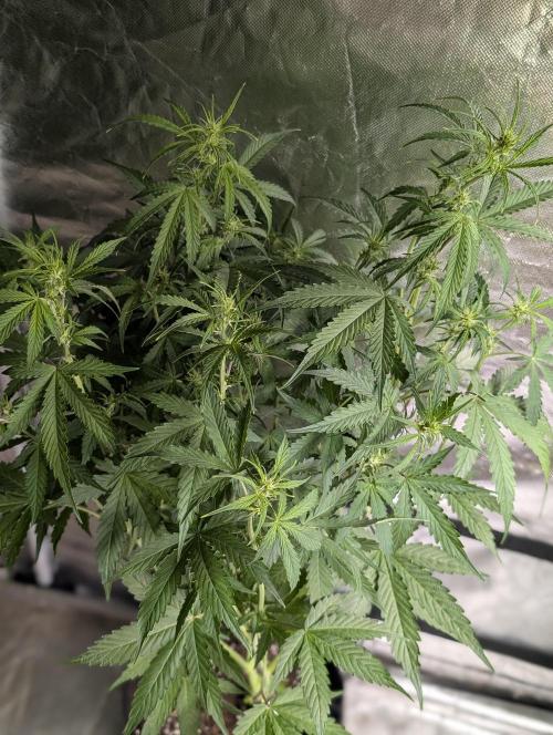 Sweet Mango x3. Week 6 - 2