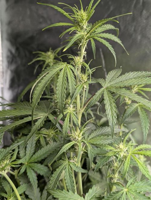 Sweet Mango x3. Week 6