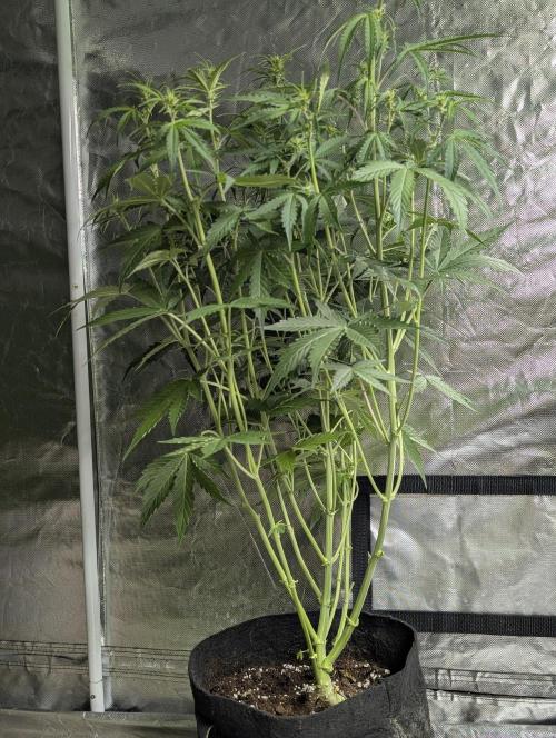 Sweet Mango x3. Week 6