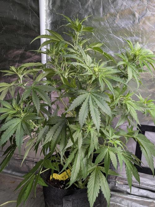 Sweet Mango x3. Week 6 - 3