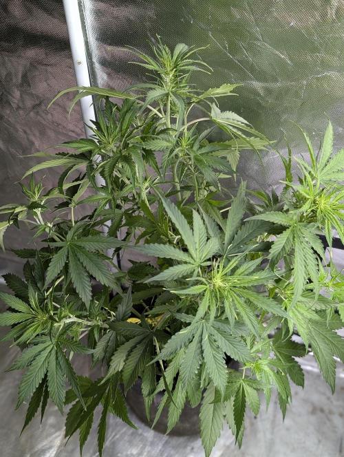 Sweet Mango x3. Week 6