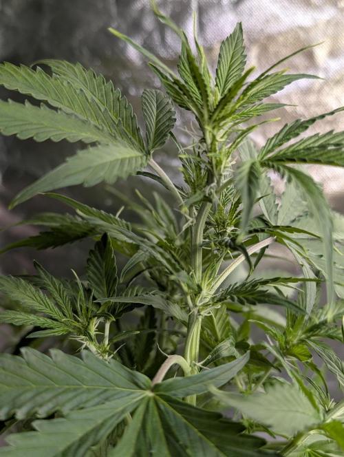 Sweet Mango x3. Week 6