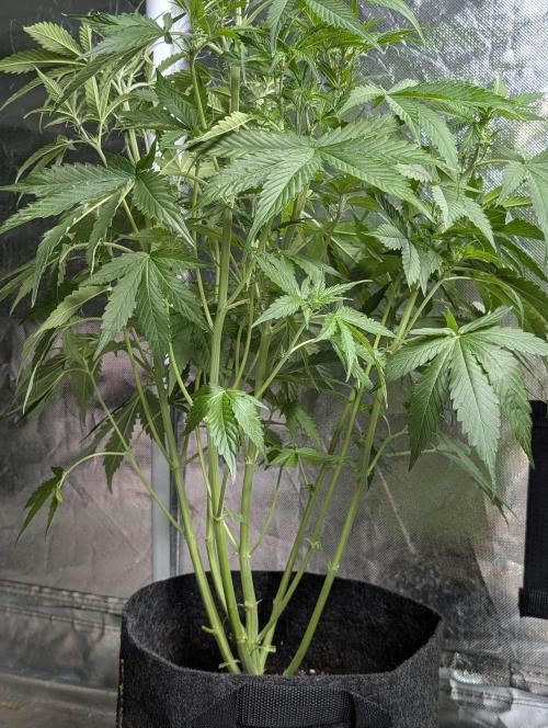 Sweet Mango x3. Week 6