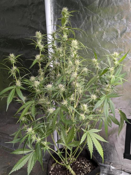Guava X Gelato 41. Week 6 - 1