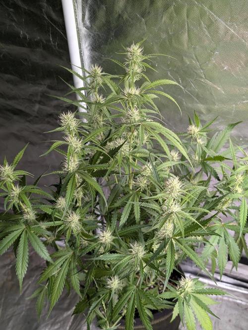 Guava X Gelato 41. Week 6