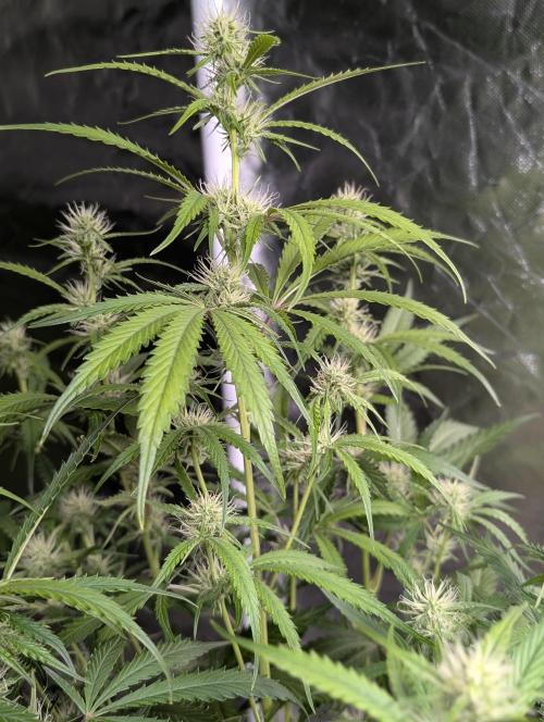 Guava X Gelato 41. Week 6