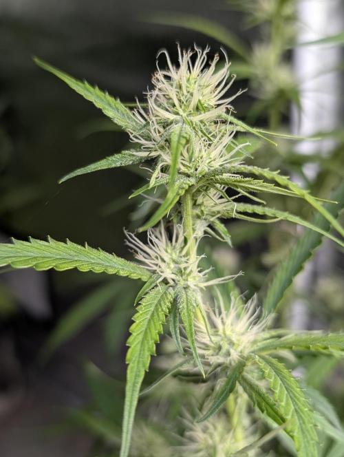 Guava X Gelato 41. Week 6