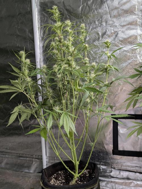 Guava X Gelato 41. Week 6