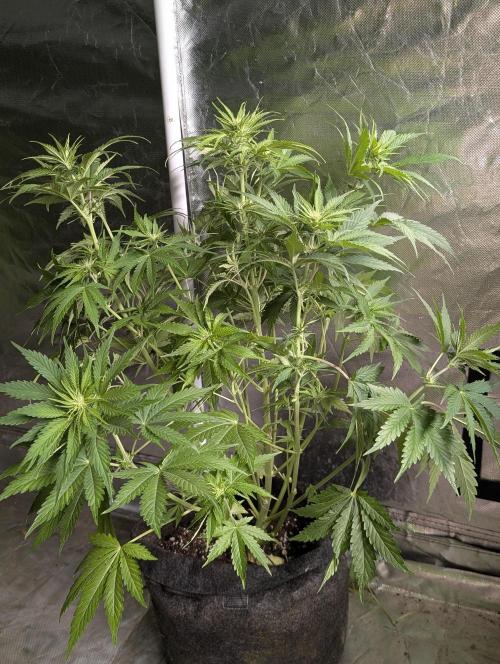 Guava X Gelato 41. Week 6 - 2