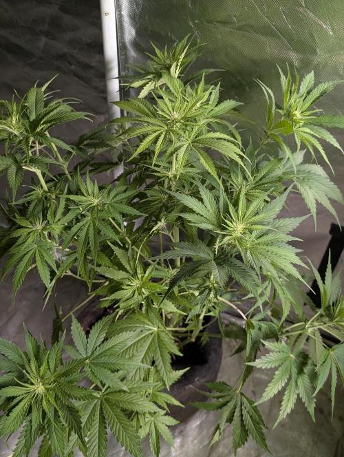 Guava X Gelato 41. Week 6