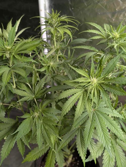 Guava X Gelato 41. Week 6