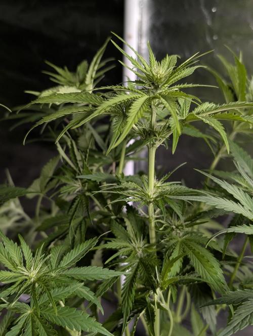 Guava X Gelato 41. Week 6