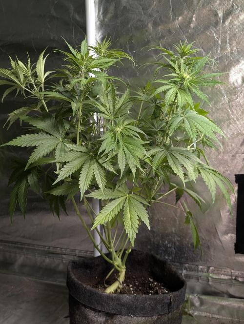 Guava X Gelato 41. Week 6